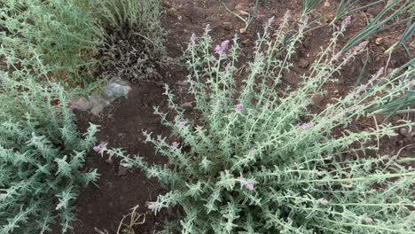 Nepeta-Nepetella,-Nombre-Común-Menor-Gato-menta