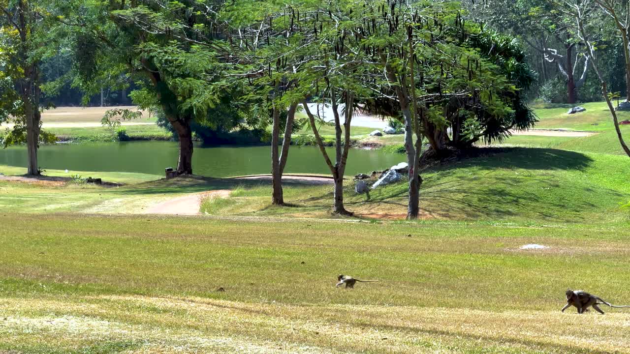 원이들이 잔디에서 달리고 놀고 있습니다.