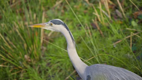 Detail-of-head-and-neck-of-grey-heron-bird-striding-in-grassy-wetland