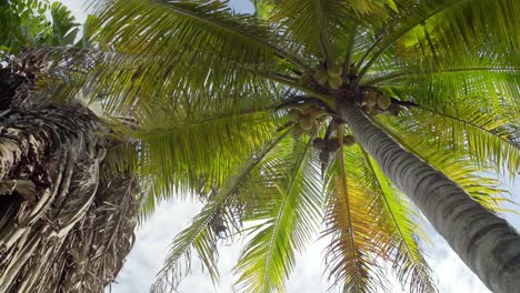 vista arriba de una palmera con cocos