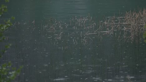 close-up of a light rain on a lake with nature in foreground