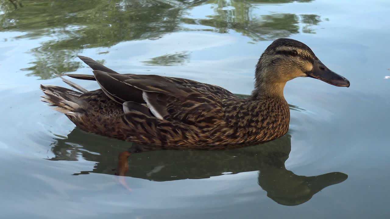 A brown female duck slowly swims around in a pond and drinks some water, while several large fishes pass underneath her