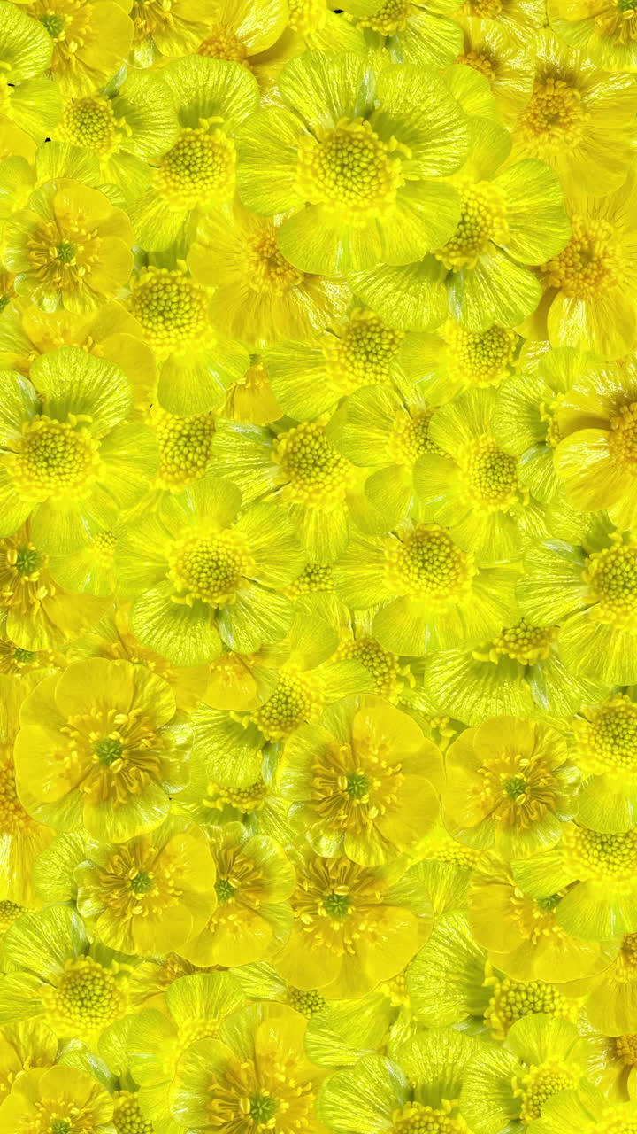 Animerede gule smørblomster, der dukker op og forsvinder