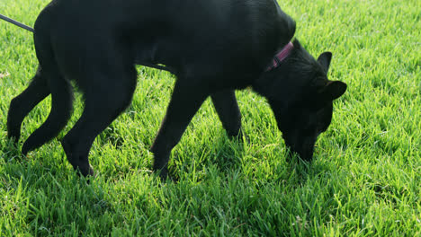 perro pastor caminando en la granja 4k