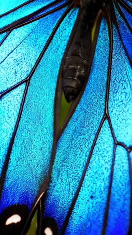 close-up of vibrant blue butterfly wings