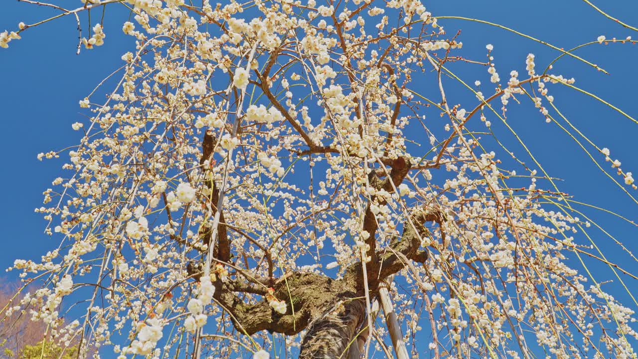 Una ripresa verticale con movimento verso il basso dai bianchi fiori a cascata di un grande susino piangente verso il suo tronco spesso e invecchiato, incorniciato da un cielo blu vivido.