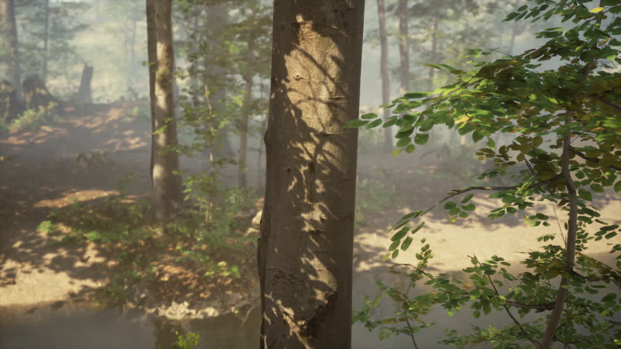Misty forest landscape with a quiet stream flowing past tall trees