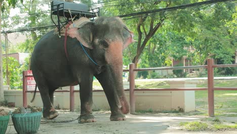 sad thai elephant with a seat on top waiting four tourists with passing traffic in background