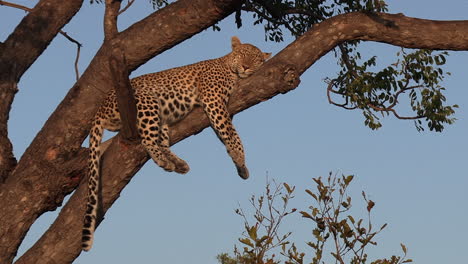 leopard lazing in tree during golden hour just before dusk