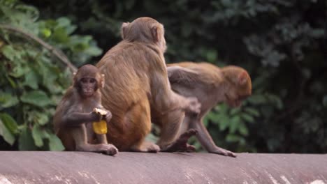 a group of monkeys sitting on a pipe with the baby monkey eating while the others playing around on a beautiful sunny morning