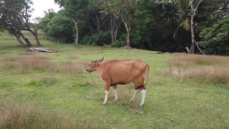 Balinesisches-Kuhvieh-Kratzt-Und-Bewegt-Schwanz-Auf-Grünen-Feldern-Im-Freien-In-Indonesien,-Südostasien-Schönes-Hirschähnliches-Tier-In-Saba-Beach,-Gianyar