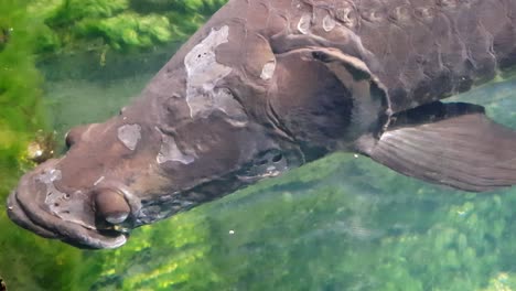arapaima nadando muy cerca de la cámara