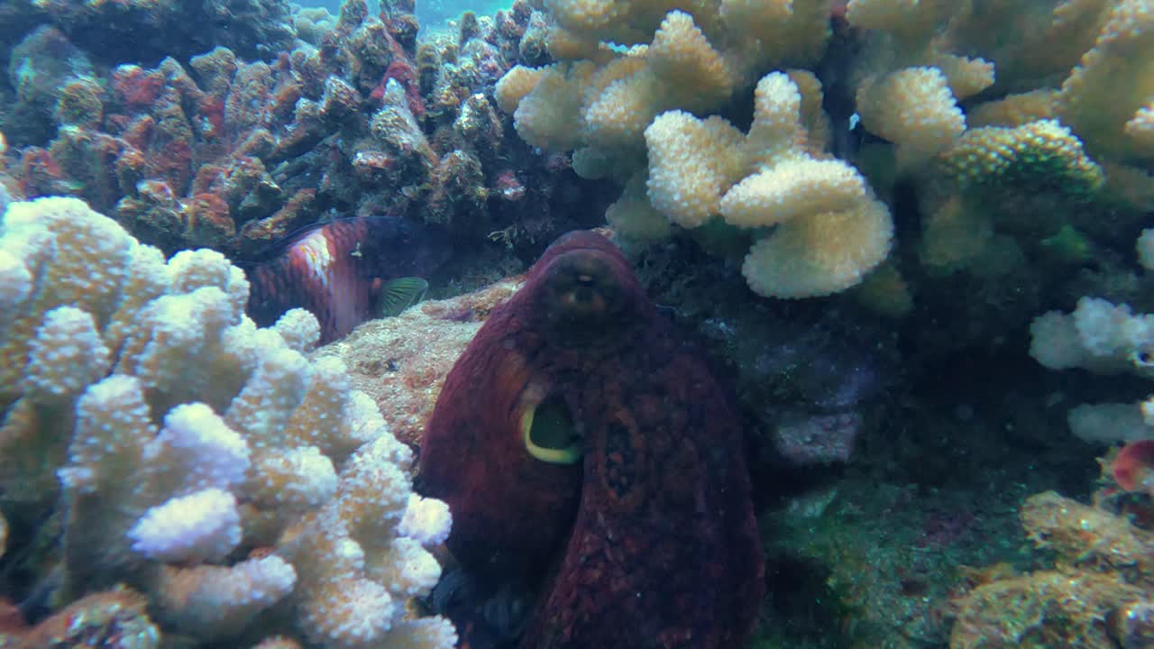 gran pulpo de arrecife salvaje cambiando color de camuflaje, patrones y textura de su piel, escondiéndose bajo un coral