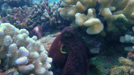 Gran-Pulpo-De-Arrecife-Salvaje-Que-Cambia-De-Color-De-Camuflaje,-Patrones-Y-Textura-De-Su-Piel,-Escondido-Debajo-De-Un-Coral