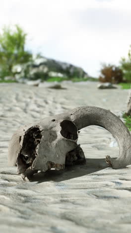 a close up of a weathered animal skull lying on a desert path.