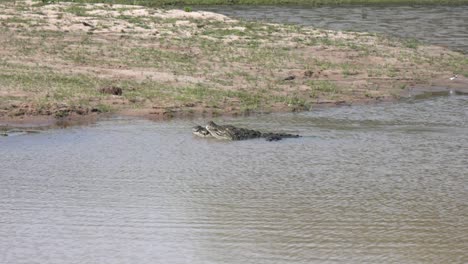 crocodile swimming near riverbank at yala national park, wild and calm scene