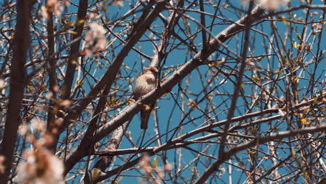 Der-Frühling-Ist-Gekommen-Und-Ein-Schöner-Vogel-Hat-Sich-Auf-Einen-Baum-Gesetzt