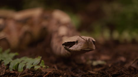 Serpiente-Víbora-Gaboon-Mirando-Directamente-Hacia-La-Cámara---Cerca-De-La-Cara