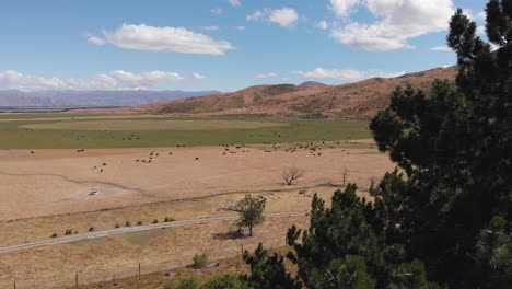 Drone-shot-of-vast-grass-fields-and-beautiful-white-clouds-with-a-huge-cattle-feeding-and-grazing-flying-close-by-the-trees-in-foreground-on-clear-sunny-day