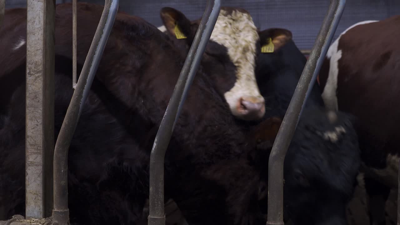 함께 껴안고 헛간에서 귀여운 노르웨이 붉은 황소 가족의 총을 닫습니다