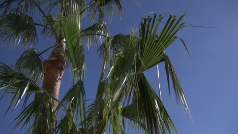 Palm-trees-blowing-in-the-wind-with-blue-skies