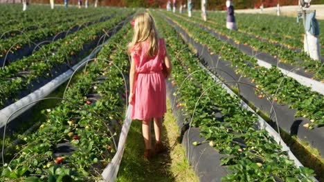 Mädchen-Pflücken-Erdbeeren-Auf-Dem-Bauernhof-4k
