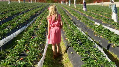 Girls picking strawberries in the farm 4k