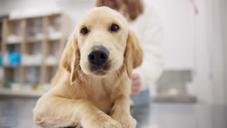 Gesundheitswesen,-Medizin-Und-Ein-Hund-Beim-Tierarzt