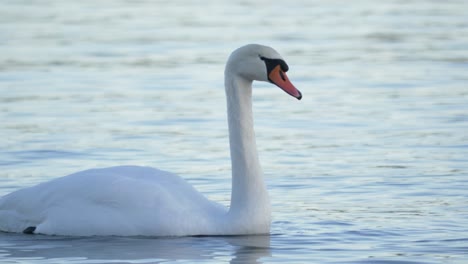 cisne majestuoso solitario nadando en un lago turbulento - primer plano largo