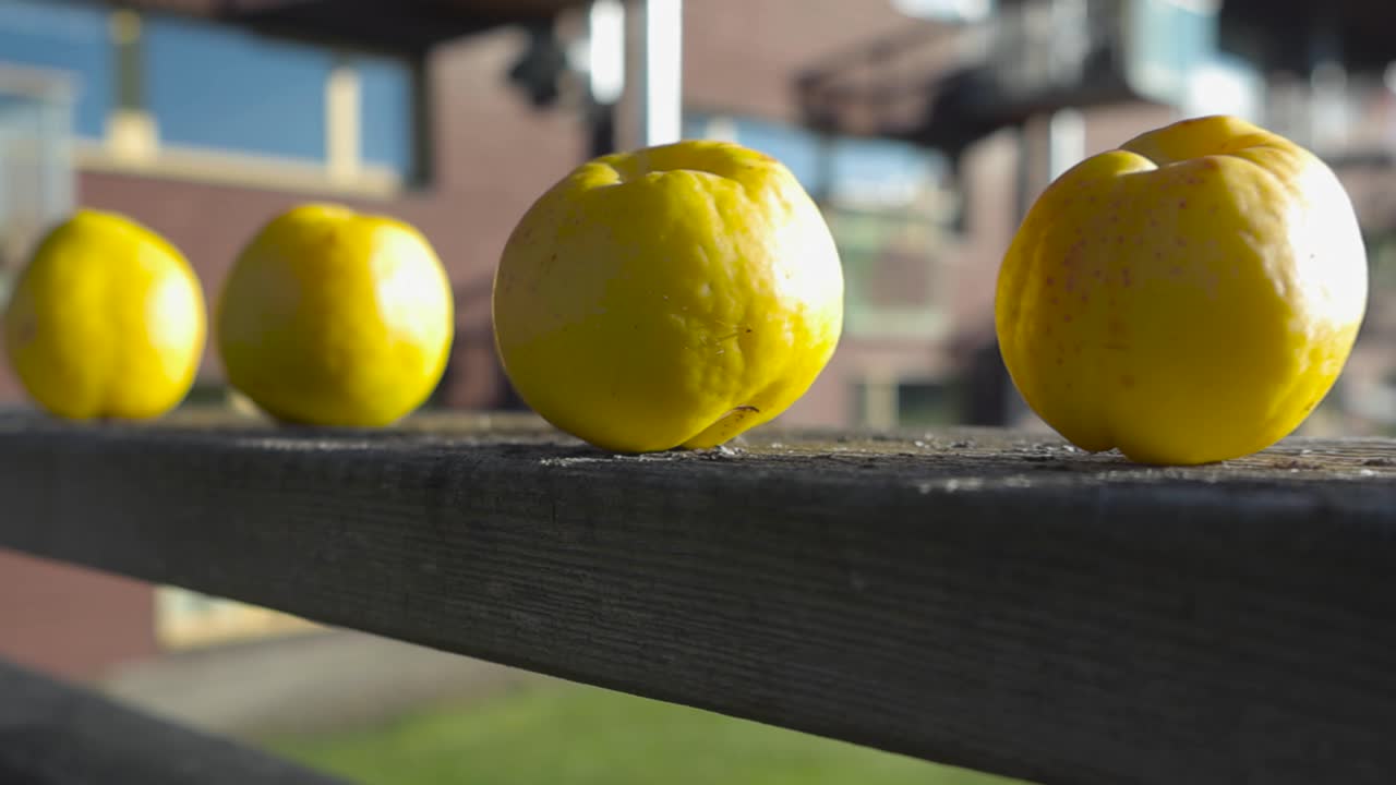 Golden yellow Chaenomeles Japonica or Unquidonia fruit in a row on a wooden railing close up footage while camera moves from right to the left smoothly. Sun is shining on a warm autumn or summer day.