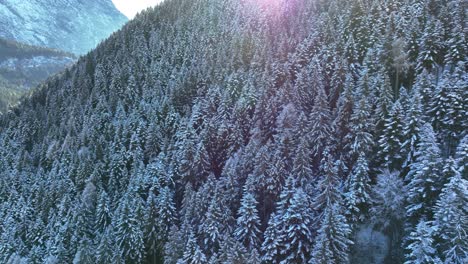 Vista-Aérea-De-Drones-Del-Bosque-De-Pinos-Con-Nieve-En-Invierno