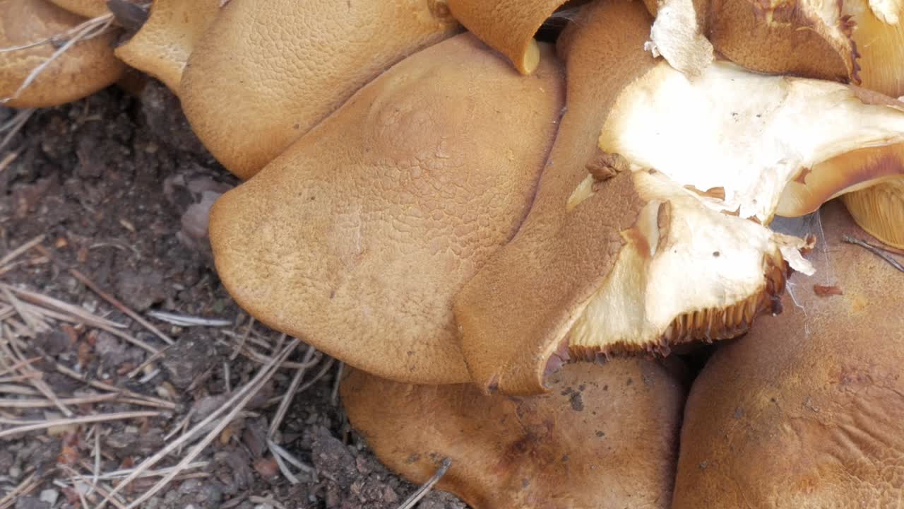 Mushrooms growing on the forest floor in a close-up shot, showing details of texture