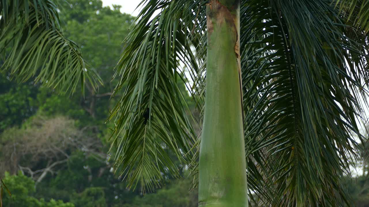 Tiny cute birds hanging inside branch of palm tree