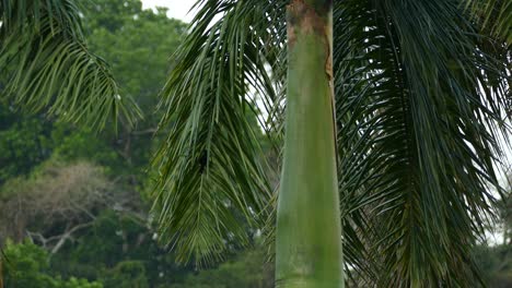 Tiny-cute-birds-hanging-inside-branch-of-palm-tree