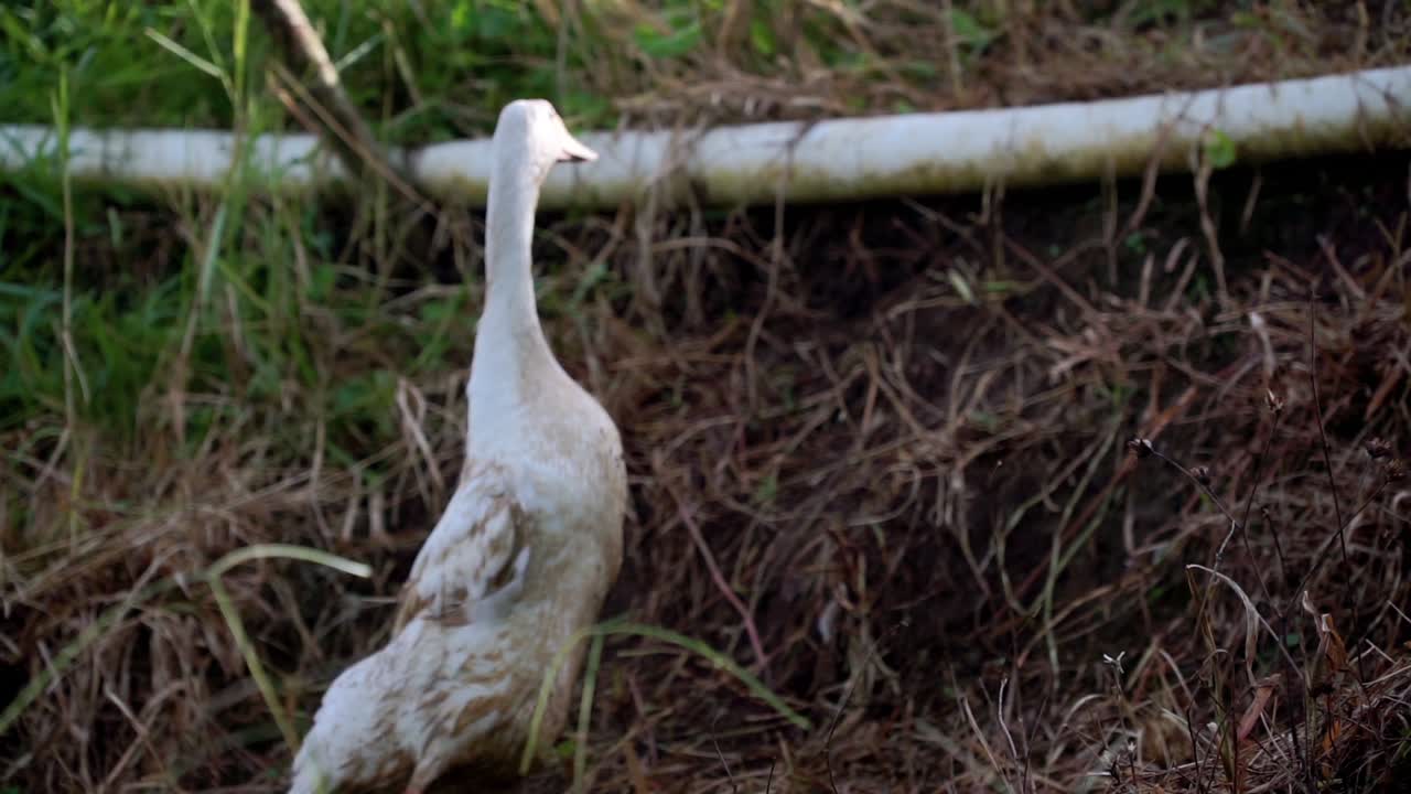 cámara lenta - un pato blanco se pone de pie y camina en el campo de arroz dejado atrás de su rebaño