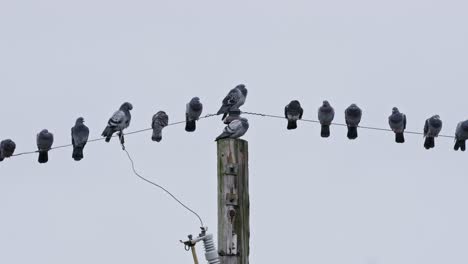 a flock of pigeons on a power line, some preening, some resting, one is sitting directly on the pole