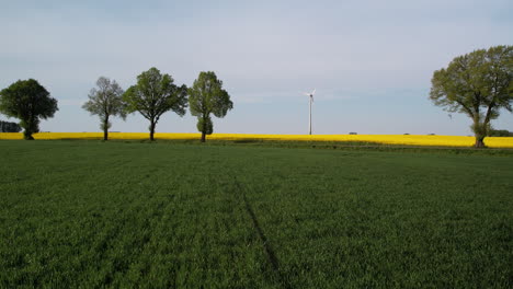 green growing wheat and yellow blooming rapeseed agricultural fields on sunny spring day in polish countryside - aerial view forward motion