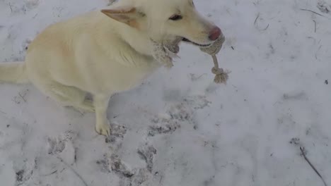 Cámara-Lenta---Perro-Husky-Blanco-Con-Un-Juguete-De-Perro-De-Cuerda-En-La-Boca-Sentado-En-La-Fría-Nieve-Invernal