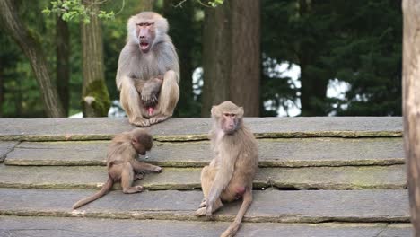 male baboon watches, gaping, as the little baboons plays