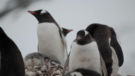 Junge-Pinguinküken,-Die-Versuchen,-Sich-Unter-Den-Federn-Ihrer-Mutter-Aufzuwärmen