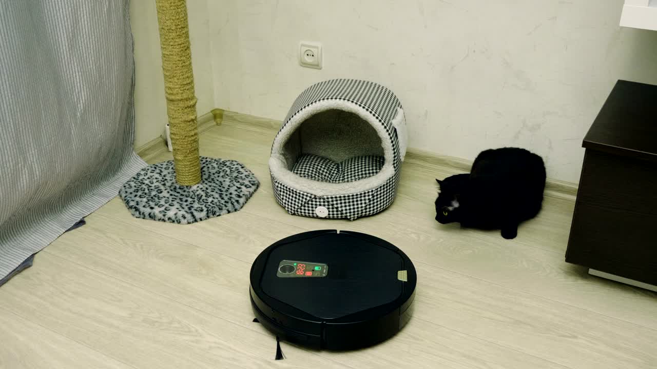 로 진공청소기와 함께 놀고 있는 검은 고양이, 바닥을 는 청소기