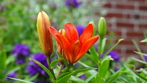 lirios naranjas rojos en el jardín de flores al aire libre con una ligera brisa