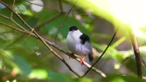 Saltarín-De-Barba-Blanca-Hincha-Plumas-Blancas-Debajo-Del-Pico-Posado-En-Un-árbol-En-El-Parque-Nacional-Tayrona,-Colombia