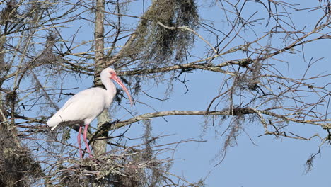 Weißer-Ibis-Fliegt-Vom-Nest-Weg