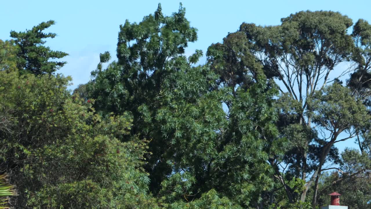 Gum Trees Swaying Moving A Lot In Strong Winds, Daytime Sunny Clear Blue Sky, Maffra, Gippsland, Victoria, Australia