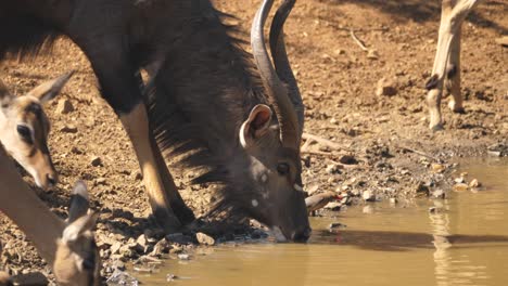 Primer-Plano-De-Un-Toro-Nyala-Bebiendo-Del-Lago,-Escaneo-De-Cuerpo-Completo