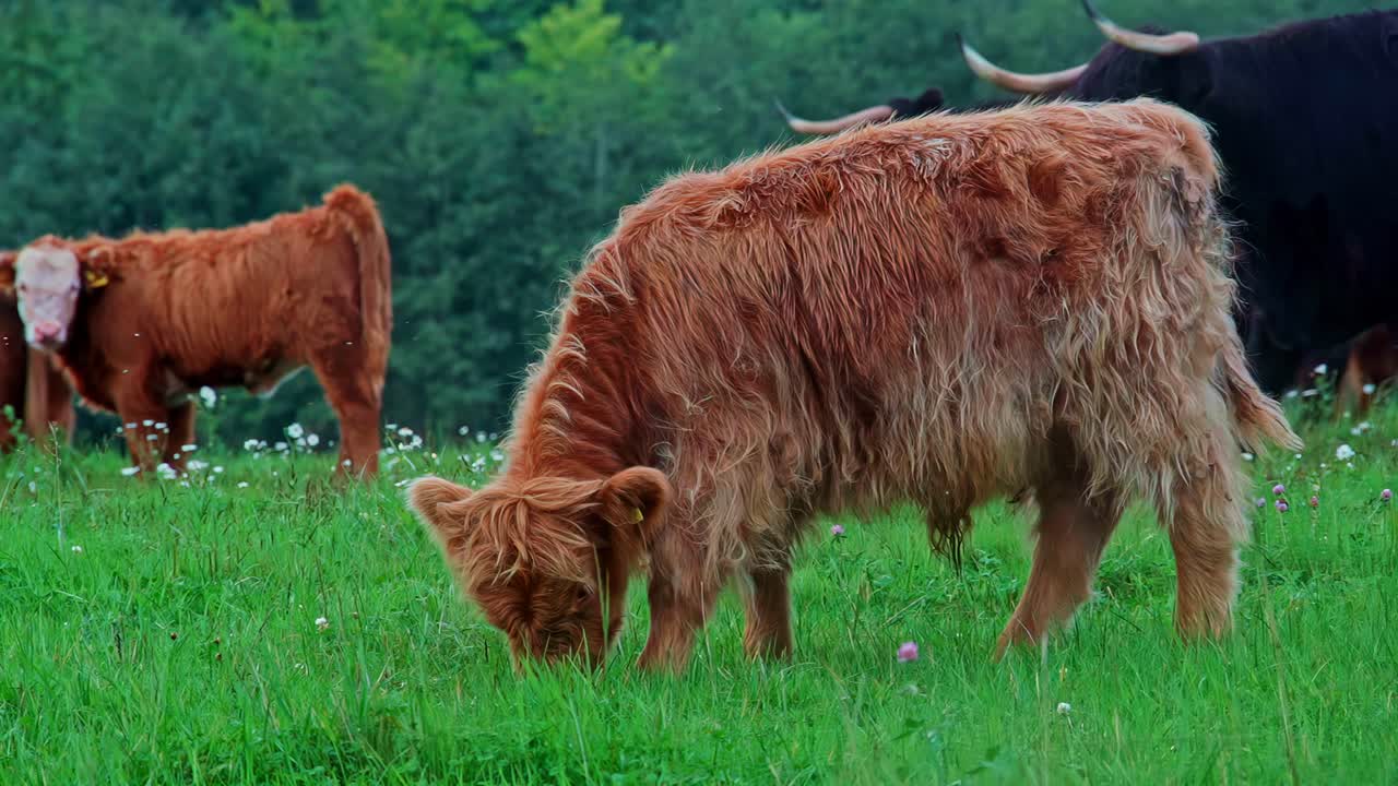 Long-haired cows graze calmly on a lush green meadow surrounded by nature and wildflowers