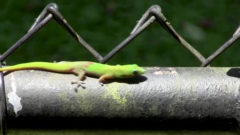 gold dust day gecko on a sunny day