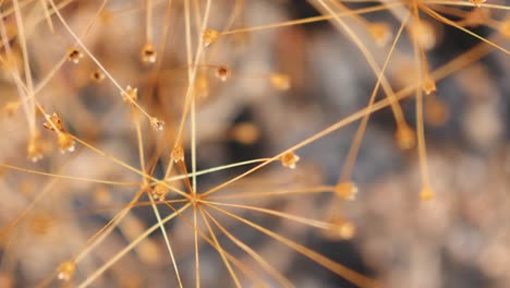 Abstract-close-up-of-little-dead-flowers