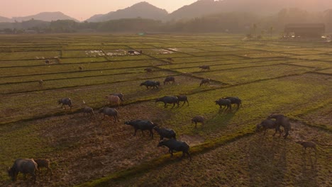 4K-aerial-drone-footage-of-cows-walking-through-rice-fields-during-a-sunrise-in-Thailand,-Asia,-Koh-Yao-Noi